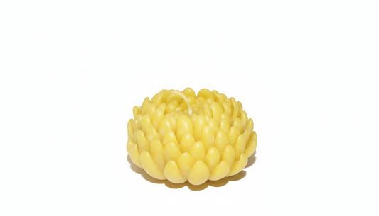 Lotus bivaxljus